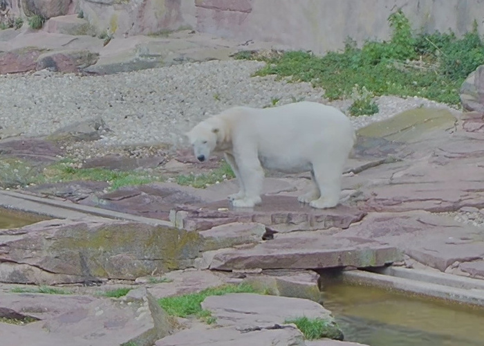 polar bear 2